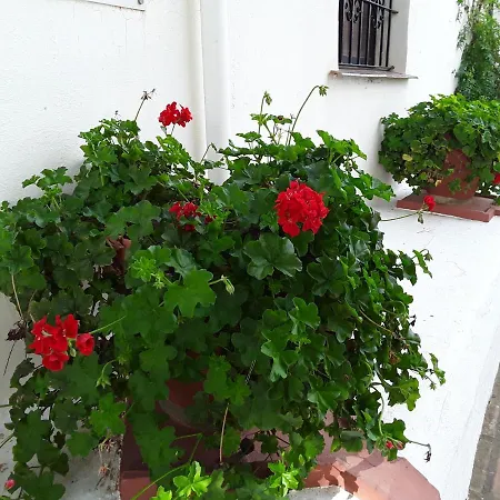 Dona Lola , Luminoso Calahonda, Mijas *